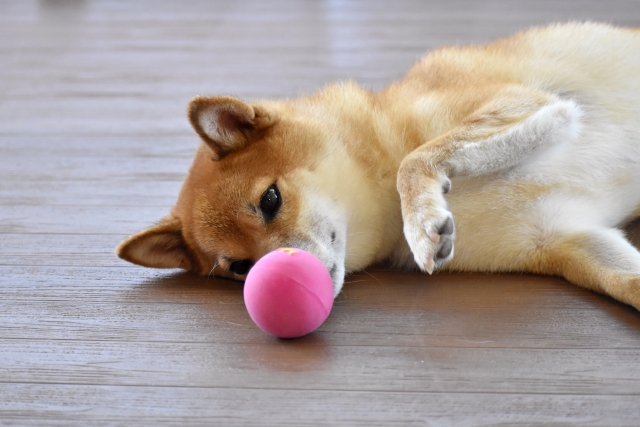 愛犬との室内遊び!おすすめの遊び方と注意すること
