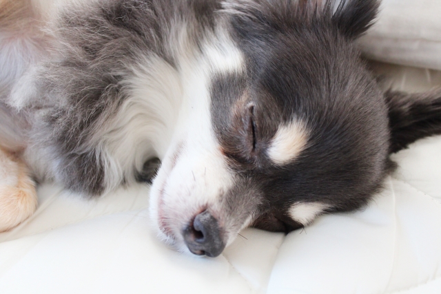 寝姿を見て犬の気持ちを理解しよう