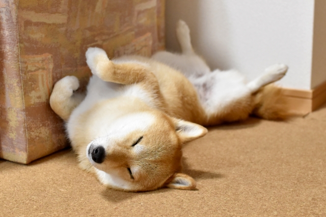 寝姿を見て犬の気持ちを理解しよう