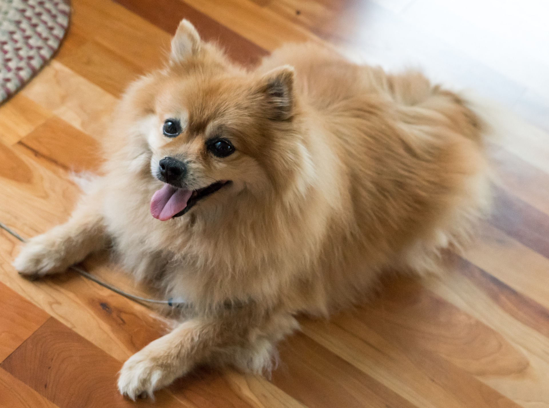 愛犬のサインに気づくためには?カーミングシグナルについて紹介