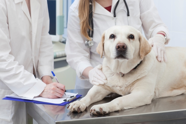 犬のてんかんとは?症状や原因、診断や治療方法について