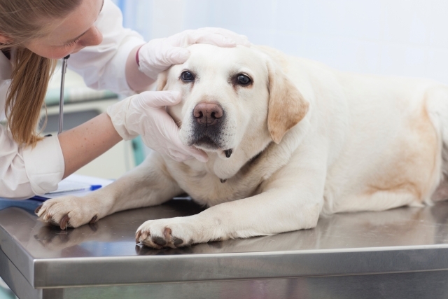 愛犬に薬を飲ませるコツは?吐き出さない、警戒されない方法