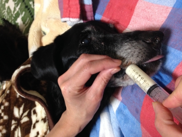 愛犬に薬を飲ませるコツは?吐き出さない、警戒されない方法