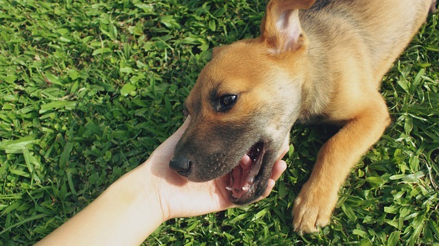 愛犬に薬を飲ませるコツは?吐き出さない、警戒されない方法