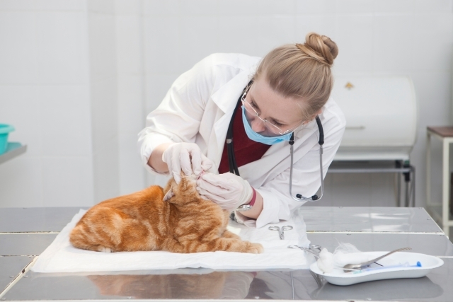 猫に薬を飲ませるコツは?暴れない、逃げない、かまれない方法