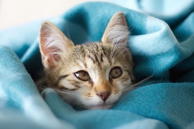 猫に薬を飲ませるコツは?暴れない、逃げない、かまれない方法