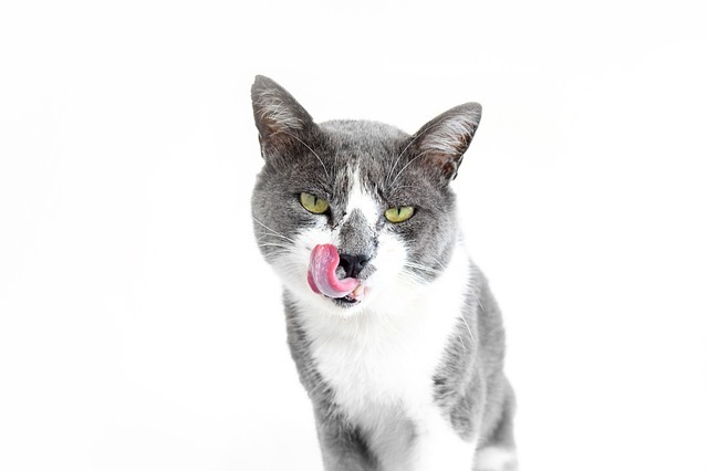 猫に薬を飲ませるコツは?暴れない、逃げない、かまれない方法