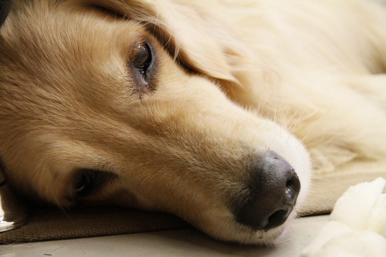犬の健康に役立つ食材豆知識〜まいたけ〜