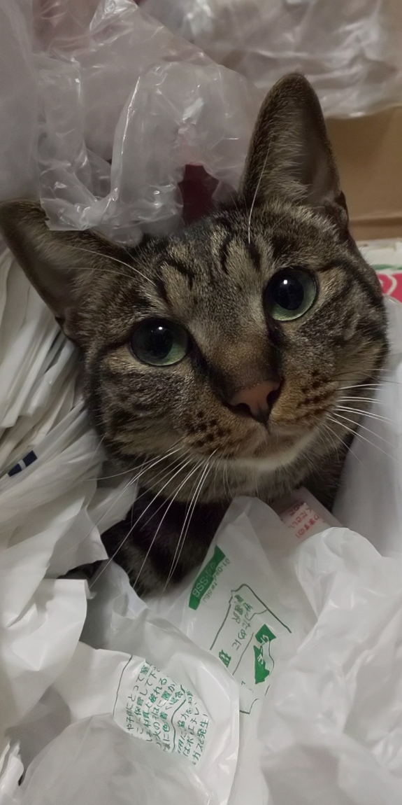 猫の耳ダニ症について