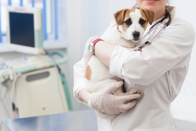 ペットドッグを受けて愛犬の健康チェックを行おう!