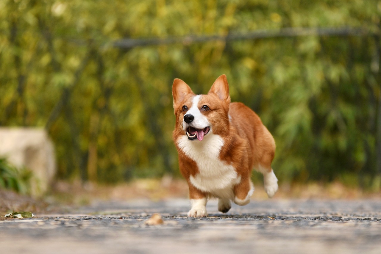 犬の健康に役立つ食材豆知識~昆布~