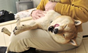 ワンちゃんも仮病!?カマってサインあれこれ
