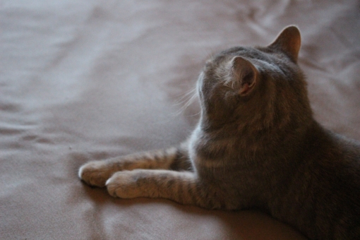 猫のストレスのサインとその対処法について、ストレスのない生活環境を整えよう!
