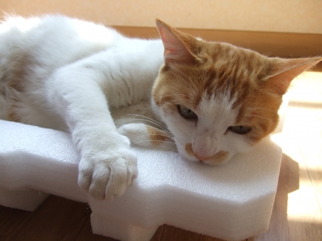 猫のストレスのサインとその対処法について、ストレスのない生活環境を整えよう!