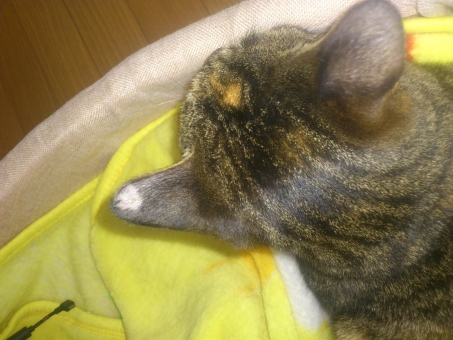 猫のストレスのサインとその対処法について、ストレスのない生活環境を整えよう!