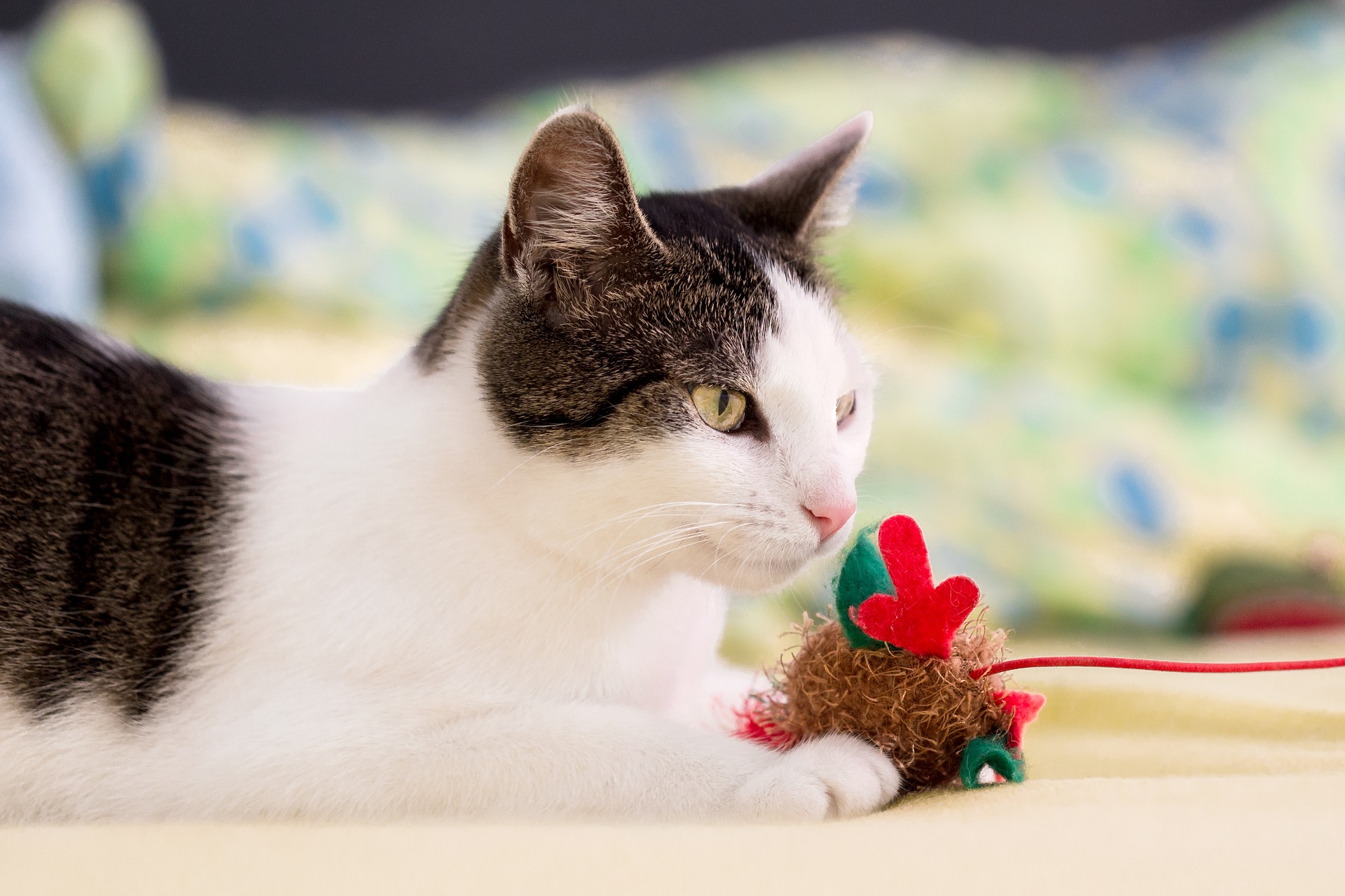 愛猫と仲良く暮らすためのしつけとは?