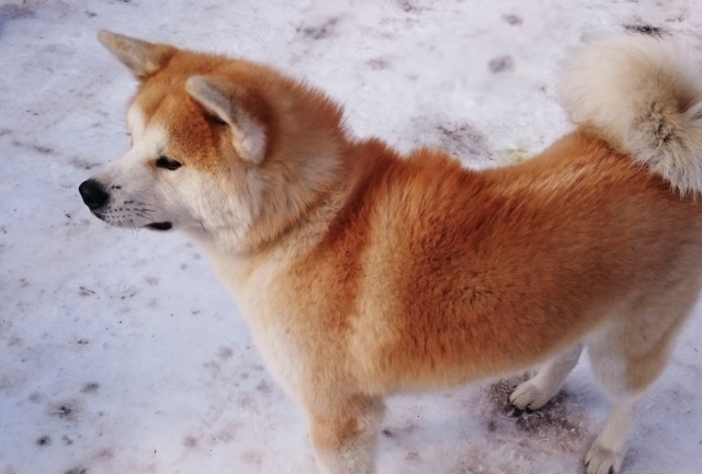世界で知られている有名な犬たち