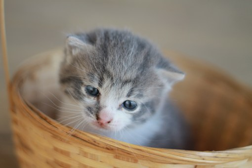 室内飼いの猫のストレス!ストレスに良い猫の食品とは?