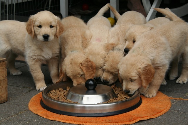 犬の早食い・丸呑みを改善、防止してゆっくり食べさせる方法