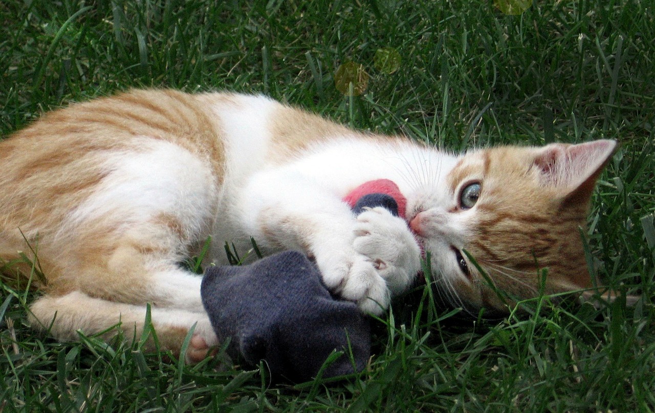 猫を初めて飼う人におすすめのペットグッツ5選!