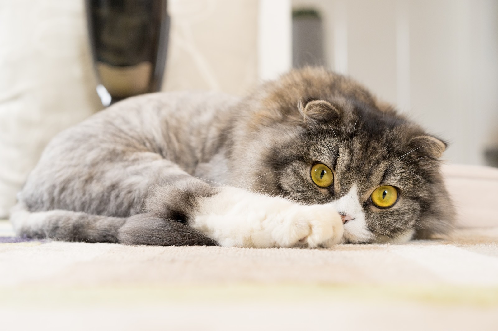 猫のサマーカット。どのようなカット方法がある?利点も解説!