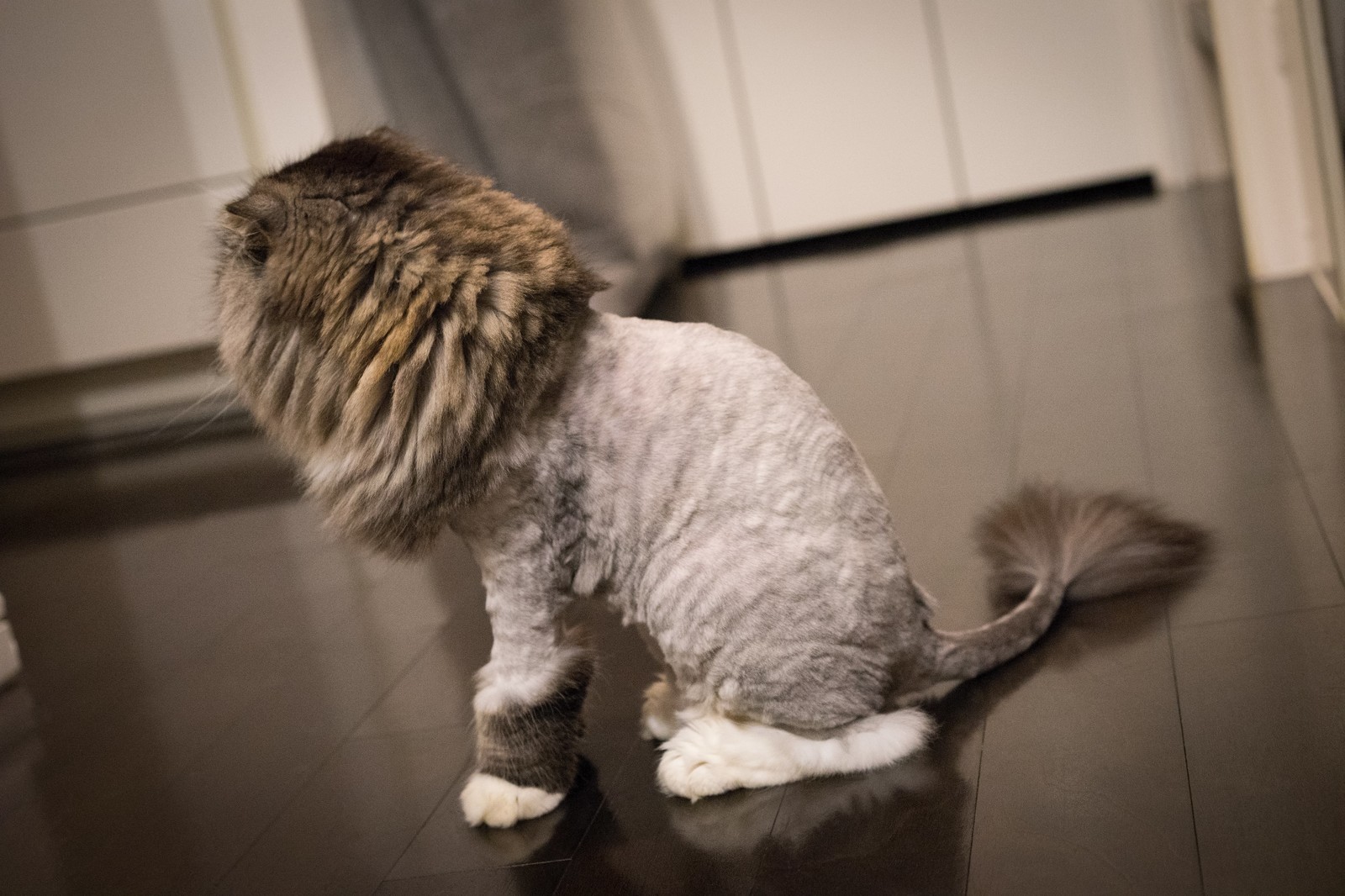 猫のサマーカット。どのようなカット方法がある?利点も解説!