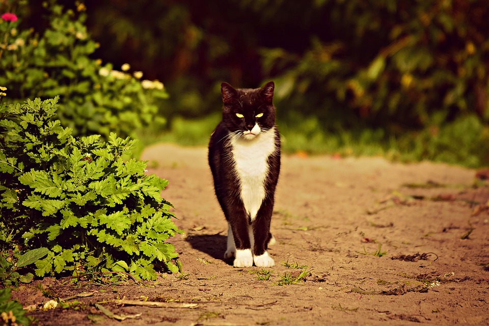 野良猫を保護したらまず何をするべき?野良猫を飼うために必要なことについて