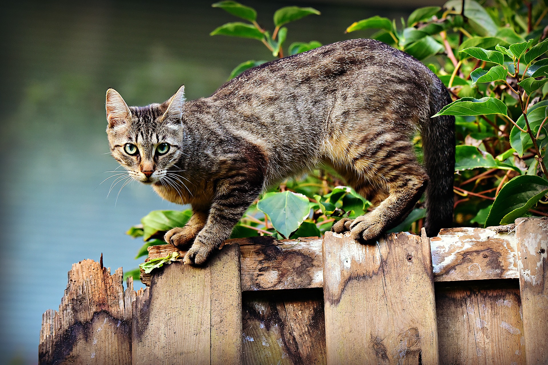 愛猫のトイレトレーニングをスムーズに行う方法は?3つのポイントを紹介