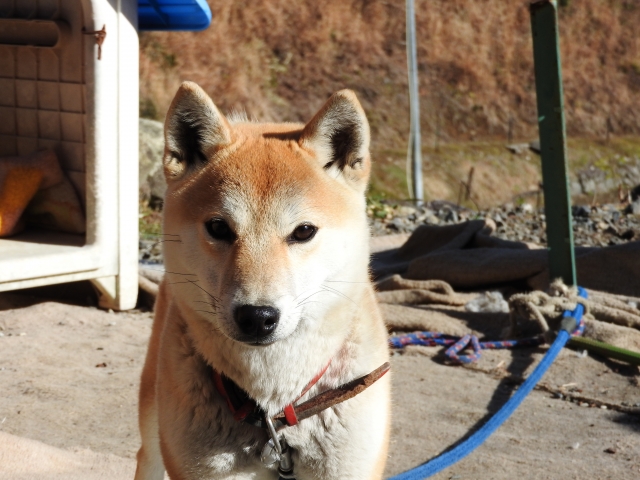 犬を室外飼育での注意点とメリットとデメリットを紹介