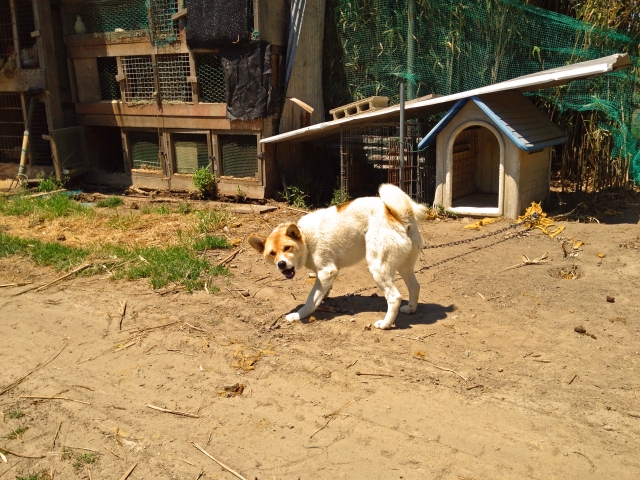 犬を室外飼育での注意点とメリットとデメリットを紹介