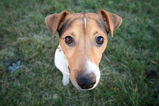 犬の脳腫瘍 ①髄膜腫