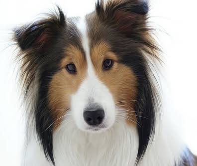 犬の脳腫瘍 ①髄膜腫