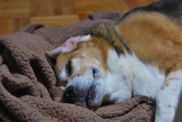 犬の脳腫瘍 ①髄膜腫
