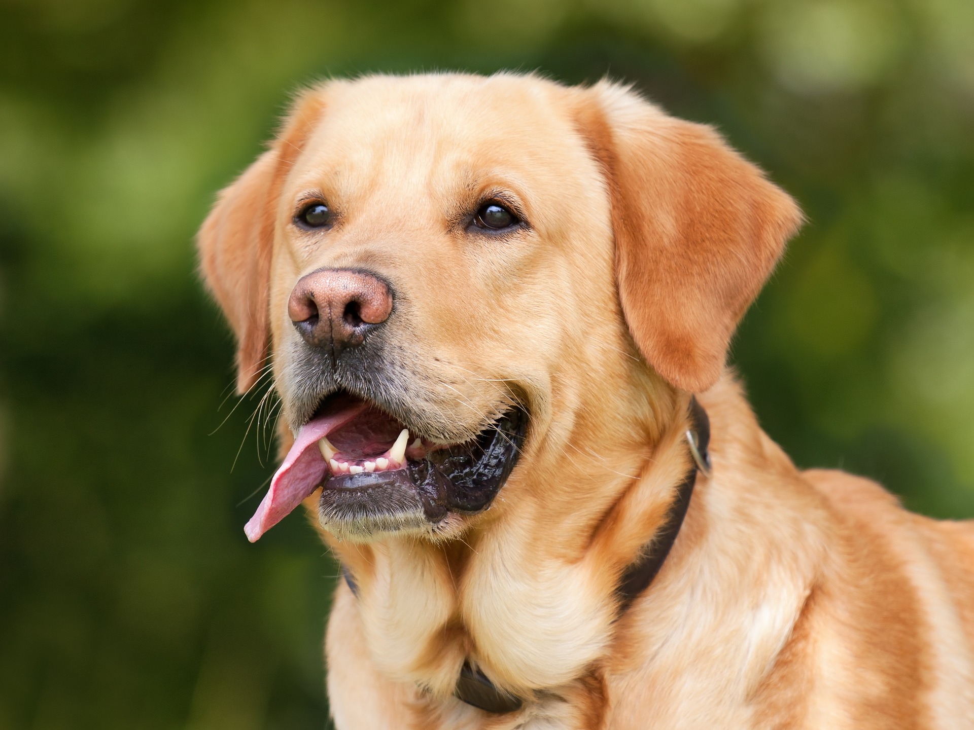 愛犬とのお出かけを楽しむために準備したい5つのこと