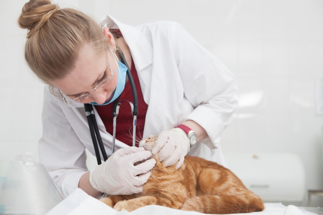 猫の病院選び、どうやって見つける?探すうえで気をつけることは?