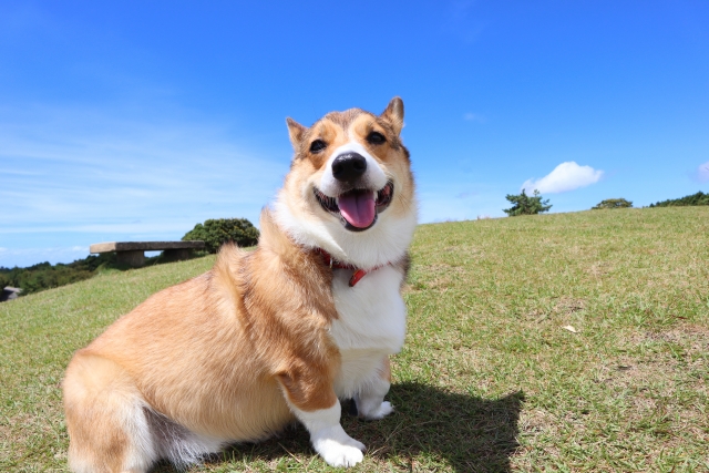 変性性脊髄症について