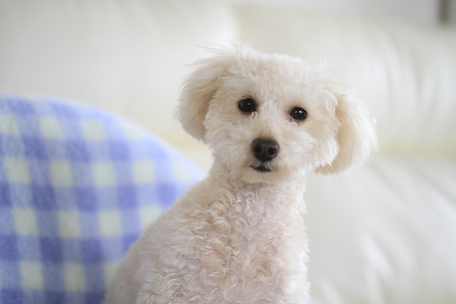 犬の腸活について~腸内環境が寿命を決める~