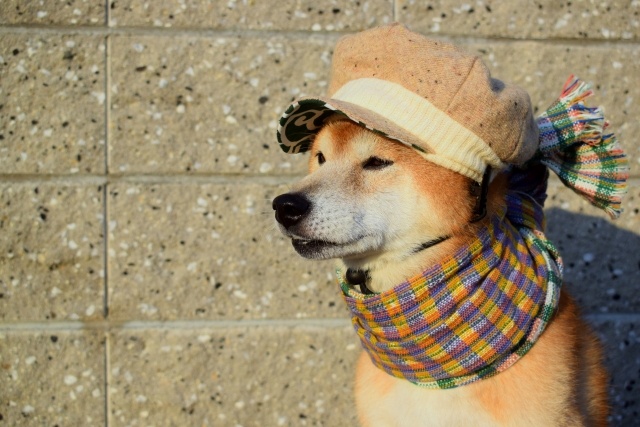 犬にも寒暖差対策を!体調不良にさせないための工夫を紹介