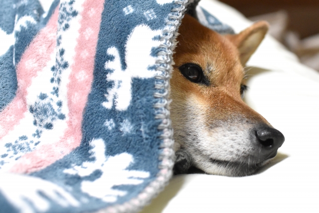 犬にも寒暖差対策を!体調不良にさせないための工夫を紹介