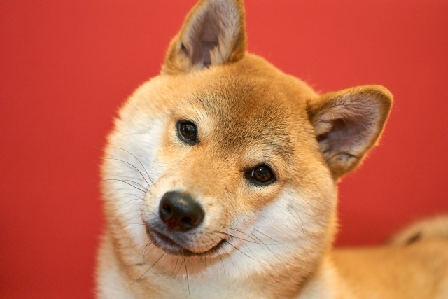飼い主と愛犬は本当に似てくるの?