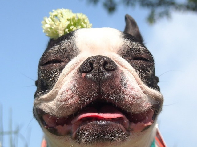 飼い主と愛犬は本当に似てくるの?