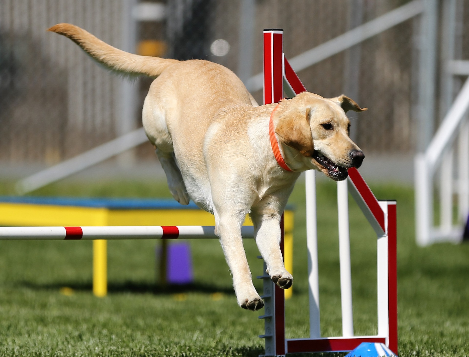 愛犬と楽しく運動!ドッグスポーツとは?