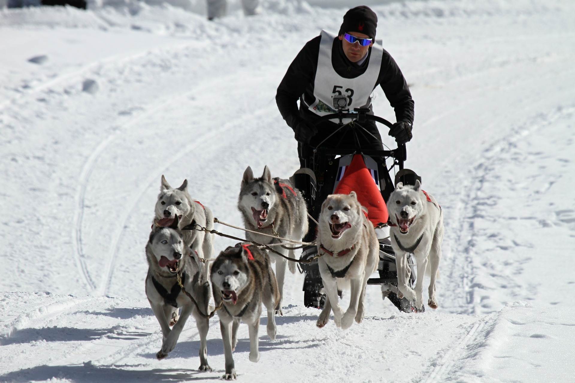 愛犬と楽しく運動!ドッグスポーツとは?