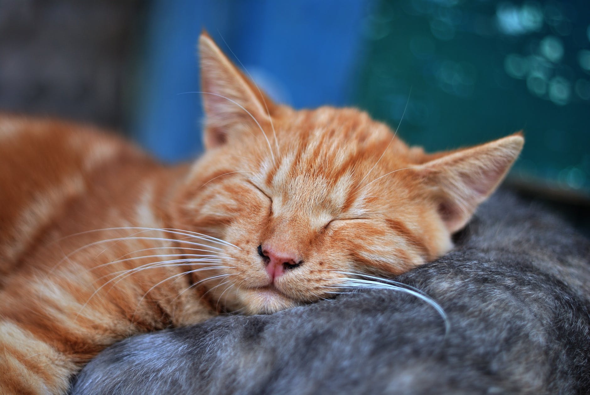 猫の日々の健康チェックはどこを見ればいい?