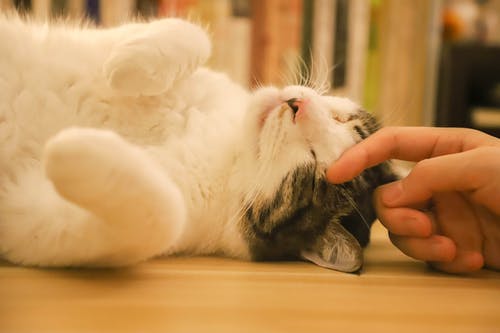 猫の日々の健康チェックはどこを見ればいい?