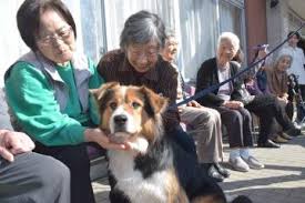 犬と高齢者「アニマルセラピー」