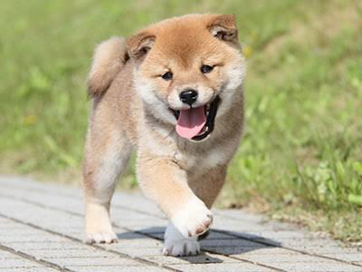 犬の脳腫瘍 ② 神経膠腫