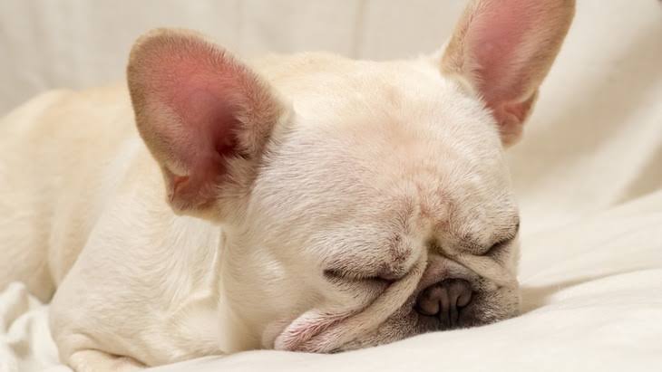 犬の脳腫瘍 ② 神経膠腫