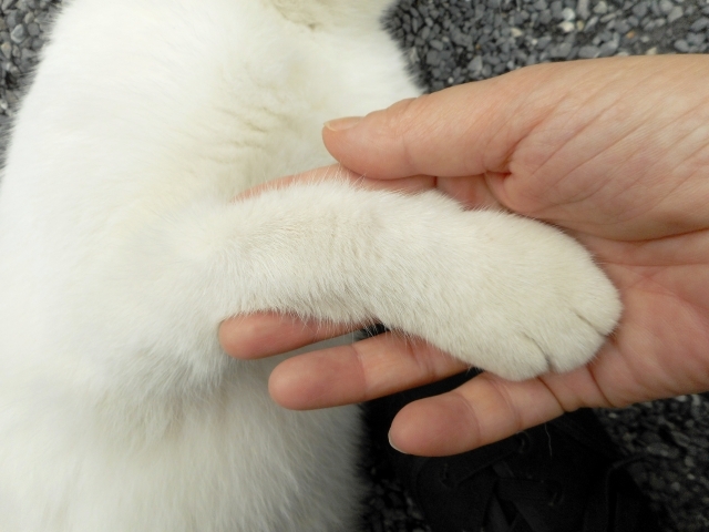 「クリッカートレーニング」で猫と楽しく遊ぶ!高齢猫もいきいき