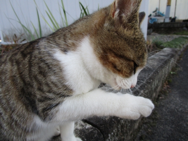「クリッカートレーニング」で猫と楽しく遊ぶ！高齢猫もいきいき
